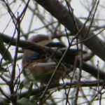 IMG_9041