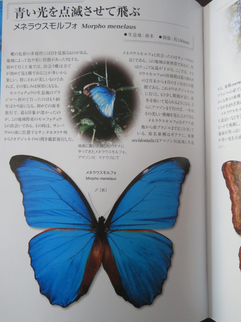 安い 激安 プチプラ 高品質 昆虫図鑑 2冊セット 日本のチョウ 今森光彦 世界昆虫記 INSECTS ON EARTH 写真集 ちょう 蝶 