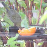 IMG_9322