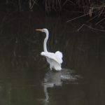 IMG_4606